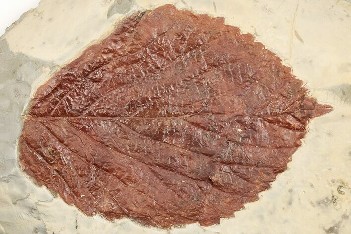 Fossil Leaf (Beringiaphyllum) - Montana #203555